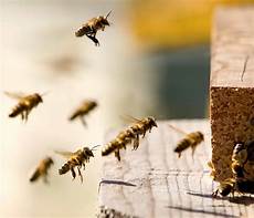 Beekeeper's Clothing
