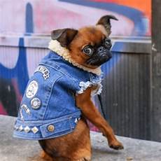 Denimwear